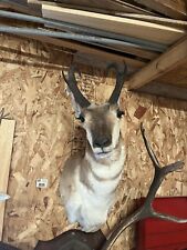 Taxidermy for sale  South Fork