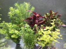 Aquariumpflanzen wasserpflanze gebraucht kaufen  Oberottmarshausen