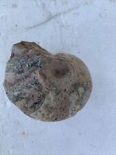 Rare fossile nautilus d'occasion  Vienne