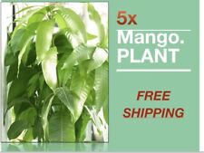 Mango tropical fruit for sale  USA