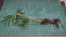 Parlour palm well for sale  LONDON