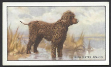Gallaher dogs series for sale  TAMWORTH