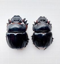 Heliocopris dilloni - par de escarabajos estiércol A-/A1 (46/48 mm) de Kenia segunda mano  Embacar hacia Argentina
