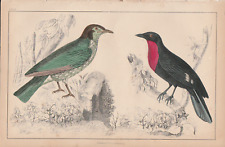 Estampa antiga colorida à mão de Araponga pássaro de verão corvo fruta peito vermelho 1847 comprar usado  Enviando para Brazil