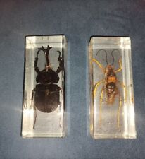 Taxidermy beetle bugs for sale  SOUTHAMPTON