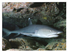 Silvertip shark postcard for sale  USA