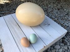 Fresh ostrich egg for sale  Northport