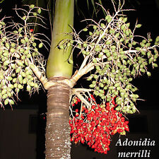 Palmeira de Natal Adonidia merrilli 25 SEMENTES VIVAS TROPICAIS Anã Palmeira Real comprar usado  Enviando para Brazil