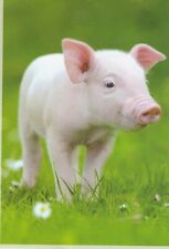 Schweinchen baby ferkel gebraucht kaufen  Deutschland