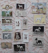 Bull terrier collection for sale  LONDON