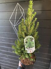 Christmas tree alaska for sale  NORTHWICH