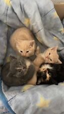 katzenbabys gebraucht kaufen  Lähden