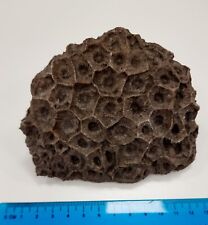 Large fossil coral for sale  LONDON