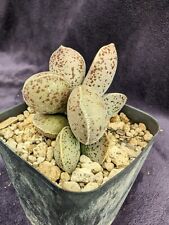 Adromischus bicolor for sale  San Diego