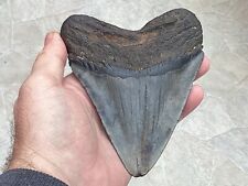 Megalodon fossil tooth for sale  ROCHESTER