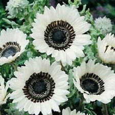 Snow white sunflower for sale  Ravensdale