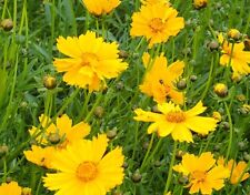 Coreopsis lanceolata mayfield for sale  SOUTHEND-ON-SEA