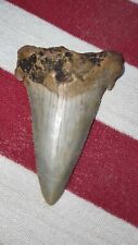 Shark tooth angustiden for sale  Summerville