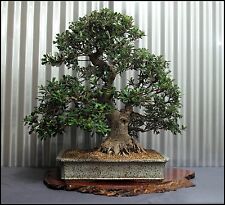 Banksia integrifolia. bonsai for sale  Shipping to Ireland