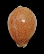Shell CYPRAEA BRODERIPII S.Africa 81,3 mm for sale  Shipping to South Africa
