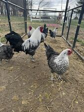 Silver deathlayer chicken for sale  East Rochester