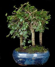 Bonsai ulmus parvifolia gebraucht kaufen  Knielingen