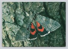 Postcard Red Underwing Moth Catocala nupta. Dixon(G14), used for sale  Shipping to South Africa