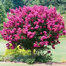 Lagerstroemia indica seeds for sale  LLANELLI