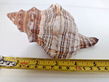 Real seashell trumpet for sale  WATCHET