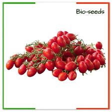 Semi pomodoro fiaschetto usato  Italia