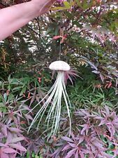 Jellyfish juncea air for sale  LEIGH