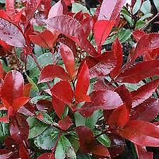 Usato, photinia red robin h 150/170cm piante per siepi  usato  Maddaloni
