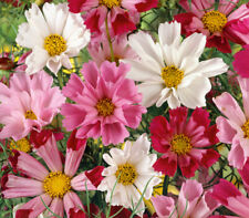 Seashell cosmos seeds for sale  FERRYHILL