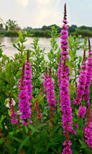 Flower purple loosestrife for sale  HIGH WYCOMBE