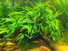 Plantes aquarium microsorum d'occasion  Saint-Just-en-Chevalet