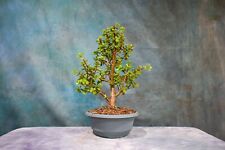 Dwarf jade pre for sale  North Fort Myers