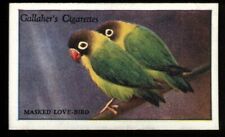 Tobacco Card, Gallaher, ZOO TROPICAL BIRDS, 2nd Series,1929,Masked Love Bird,#44 for sale  Shipping to South Africa