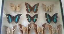 Papillons boite entomologique d'occasion  Nantes-