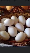 Uova galline livornesi usato  Vitorchiano