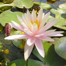 Nymphaea catchwater dream for sale  SKEGNESS