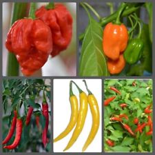 Hottest chilli pepper for sale  BARGOED