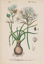 Used, Schopf-Milchstern (Ornithogalum Comosum) Chromo-Lithographie From 1880 for sale  Shipping to South Africa