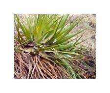 10x Hechtia aquamarina bromeliad garden plants - seeds ID570, used for sale  Shipping to South Africa
