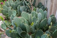 Opuntia humifusa eastern for sale  Chandler