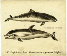 Delfine antike riginallithogra gebraucht kaufen  München