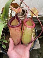 Nepenthes sibuyanensis gebraucht kaufen  Bergheim-Quadraht-Ichendorf