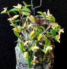 Orchidea orchidea dendrobium usato  Spedire a Italy