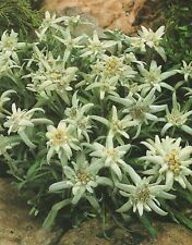 Edelweiss leontopodium alpinum gebraucht kaufen  Petersberg, Wettin-Löbejün