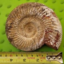 Perisphinctes ammonite madagas for sale  PRUDHOE