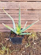 Aloe vera plant d'occasion  Perpignan-